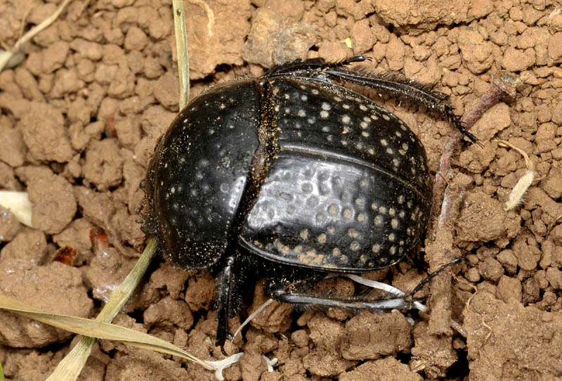 Scarabaeidae: Scarabaeus variolosus e opportunit dei sottogeneri
